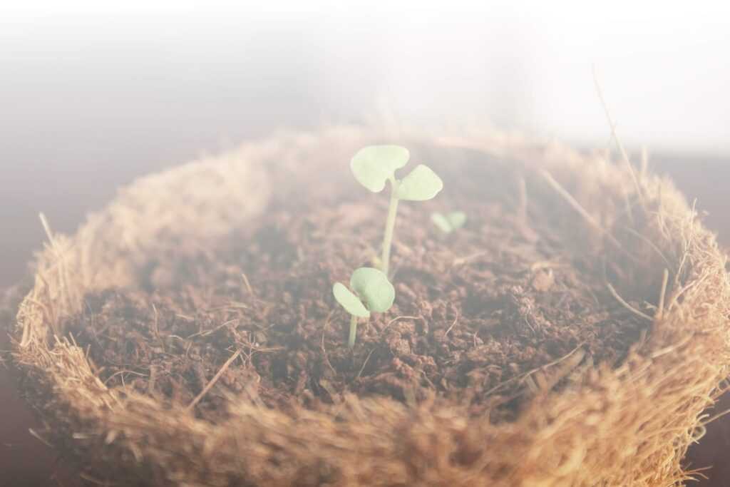 Seedling growing in coconut coir