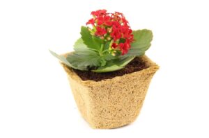 Biodegradable Coir Seed Starter Cups