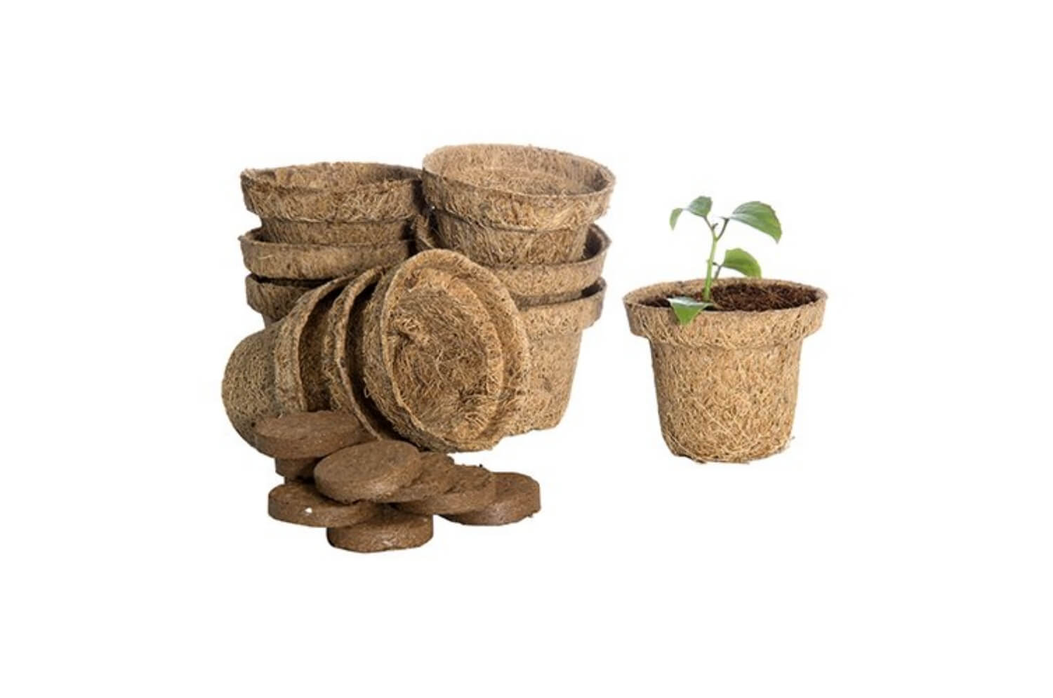 Coir Seed Starter Cups