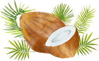 coconut